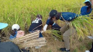 稲刈り体験 in 神出自然教育園 -兵庫区-